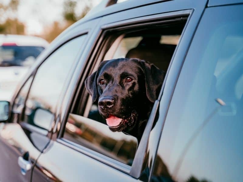 Safe Selecting an Vehicle Pet Barrier